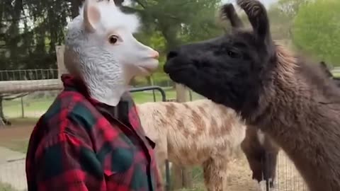 FUNNIEST Animal Videos