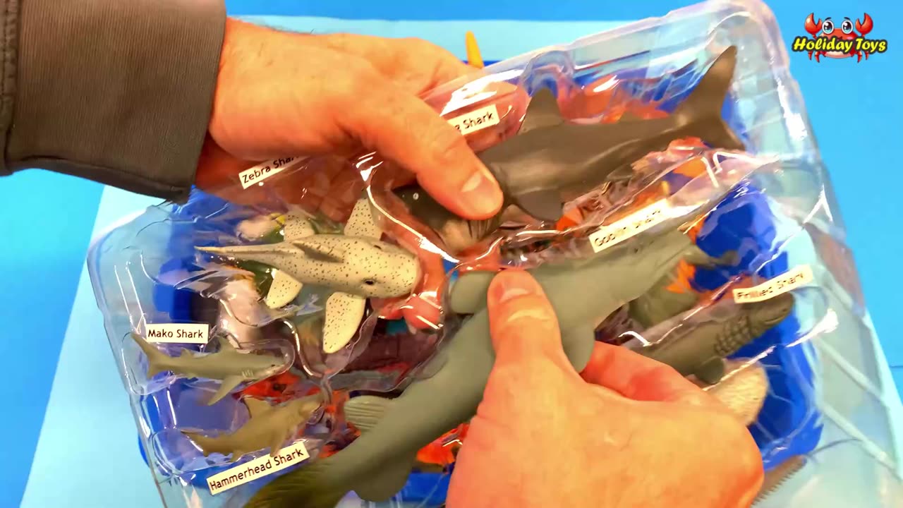 Five Sharks Line Up for Swimming Race in the Ocean