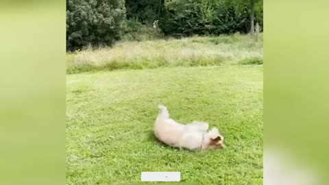 Funny Animal Videos 2025 - Funny Dogs and Cats - Funny Animal Videos