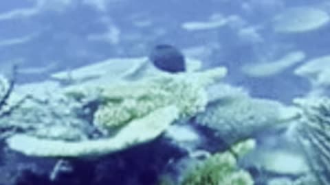 The scariest ocean #shorts