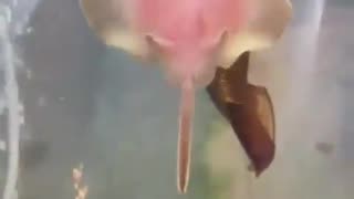 Stingray Core