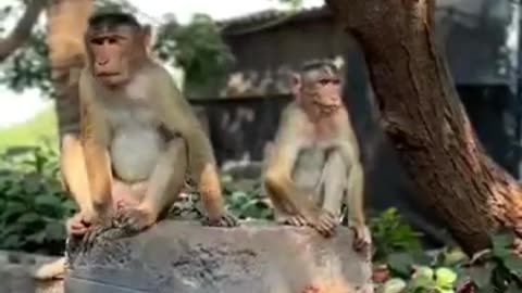 Elephanta caves(Monkey) 🐵❤️
