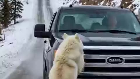 Wild life animals