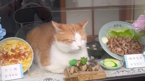 Funny Cats Videos Try Not To Laugh #5 #shorts