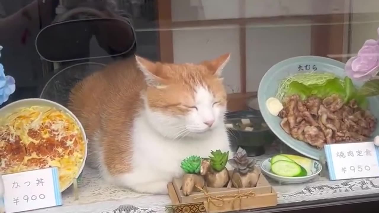 Funny Cats Videos Try Not To Laugh #5 #shorts