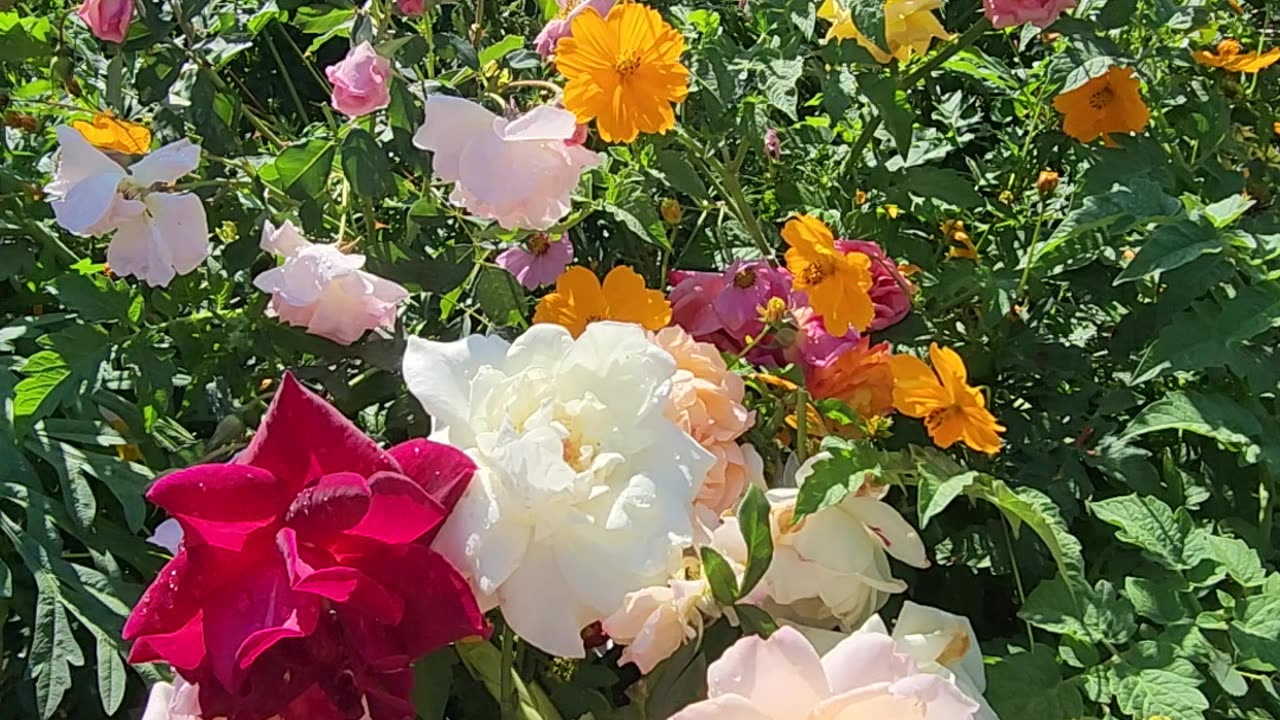 The Prettiest Scene, Just have to Share it." "Scene 3