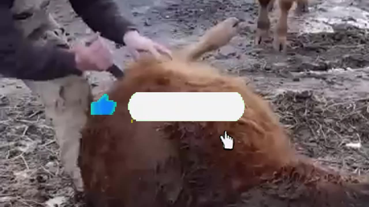 Shocking Truth Why Farmers Poke Holes in Cows’ Stomachs!