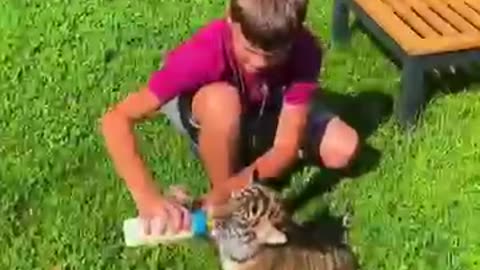 Breaking: Adopting abandoned tiger cubs #animals #lovestory #wildlife #cute #res