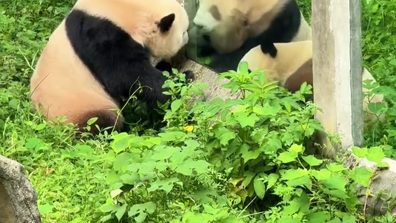 Three pandas chatting