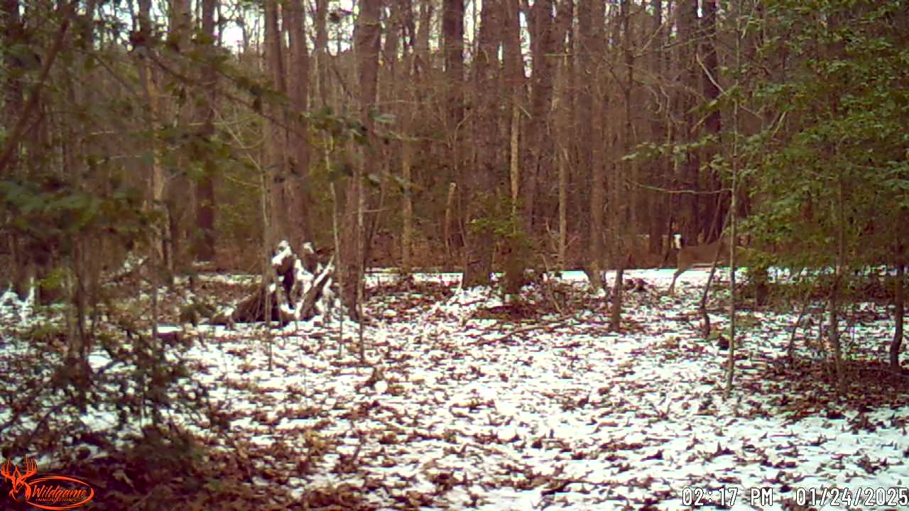 Deer