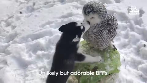 funny husky momment