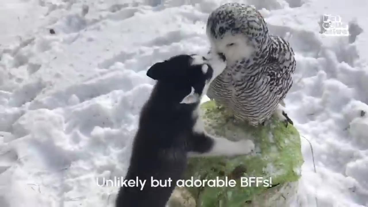 funny husky momment