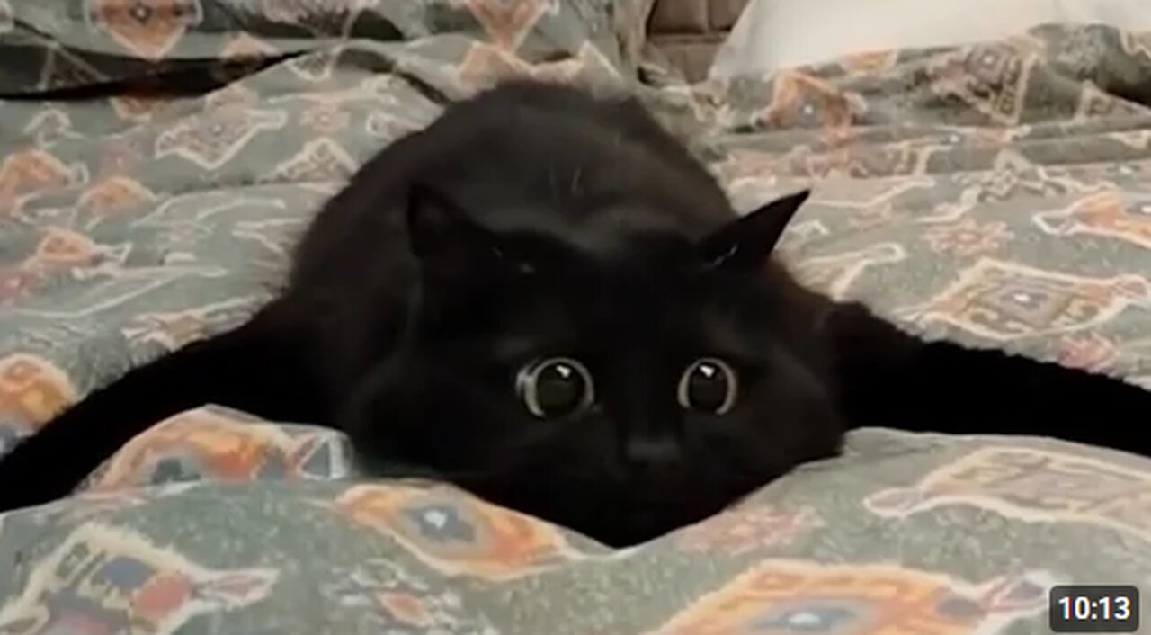 CATS: Crazy Antics and Unstoppable Chaos