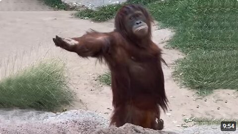 Laugh a Lot With The Funny Moments Of Monkeys 🐵 Funniest Animals Video