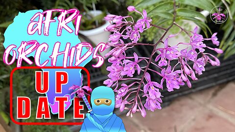 UPDATE Orchid Haul AfriOrchids 2021 | The Good The Bad & The Lost | Honest Recap #ninjaorchids