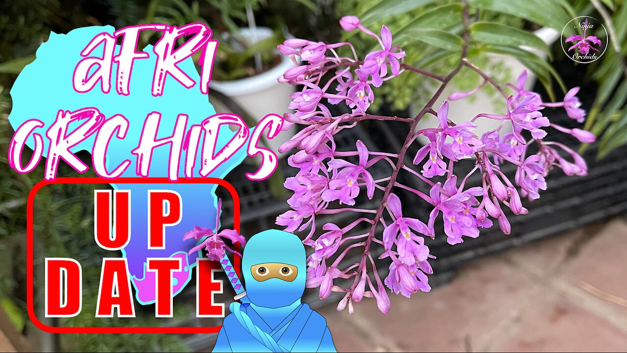 UPDATE Orchid Haul AfriOrchids 2021 | The Good The Bad & The Lost | Honest Recap #ninjaorchids