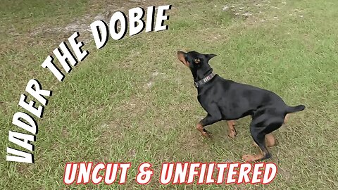 Doberman Uncut & Unfiltered: A One-Time Peek Behind the Scenes 🎥🐾 | Vader the Dobie Special