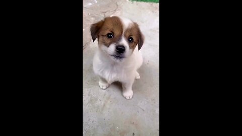 cute puppy