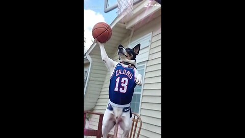 Basketball Doggie