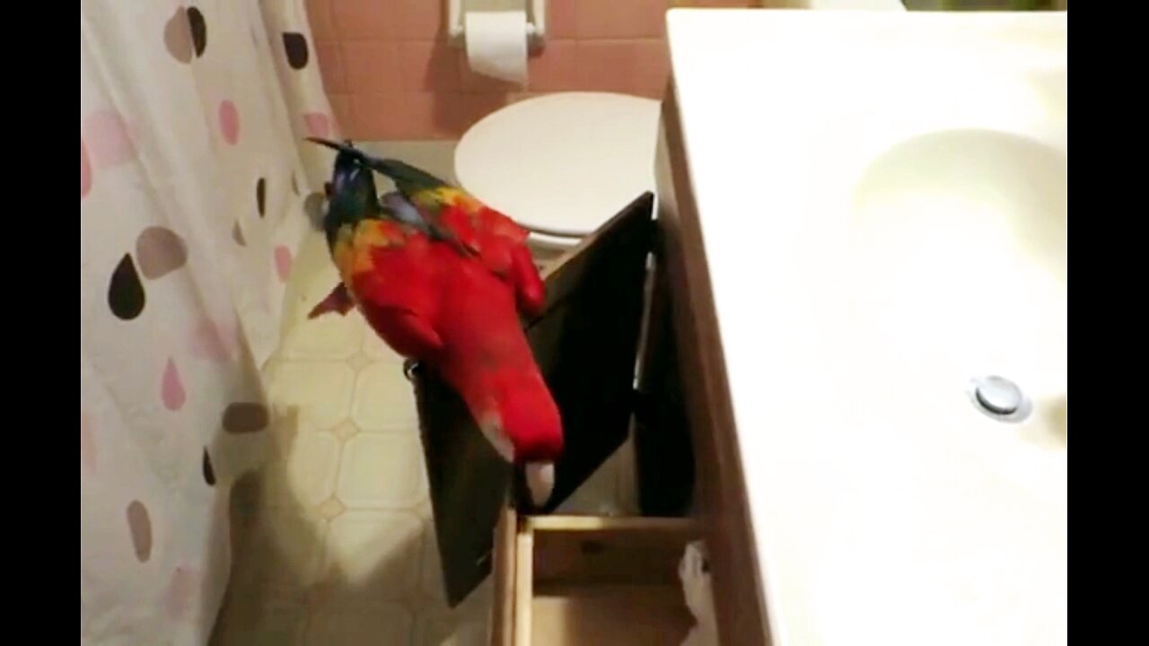 BIRD DOES "I WANT DRINK FROM SINK DANCE" IN BATHROOM 🦜 💧 😆