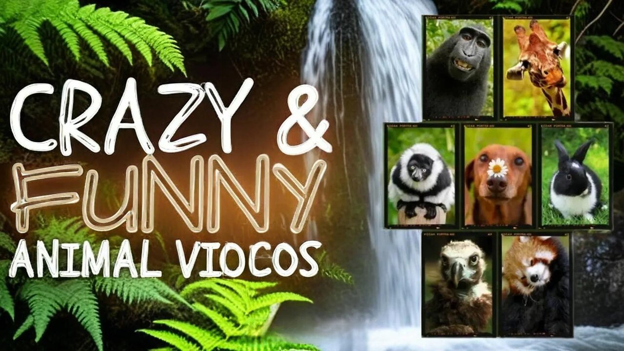 Funniest Animals Moments Ever Caught on Camera ep-08