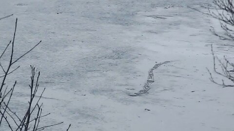 Icelandic “Lake Worm” monster footage