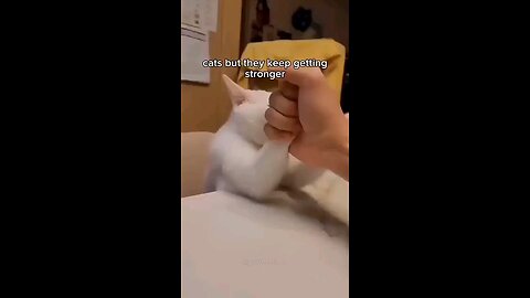 Cats keep getting stronger💪🤣😂