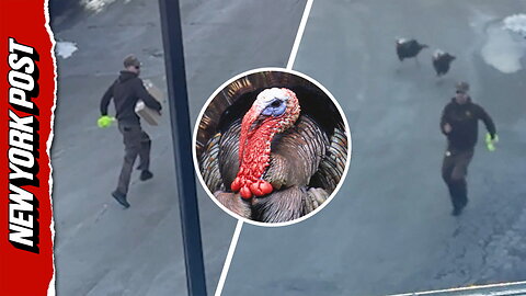 UPS driver chased by wild turkeys: 'I'm 40-years-old, I can't deal with this!'