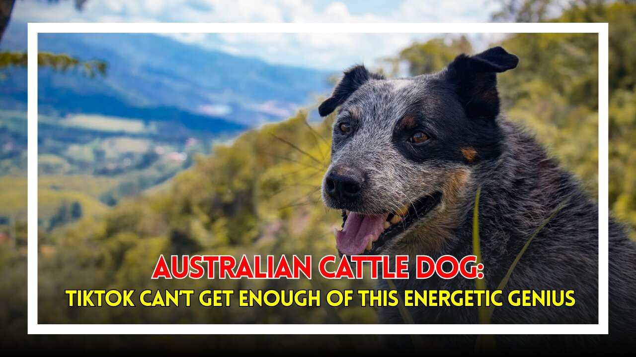 Australian Cattle Dog: TikTok Can’t Get Enough of This Energetic Genius