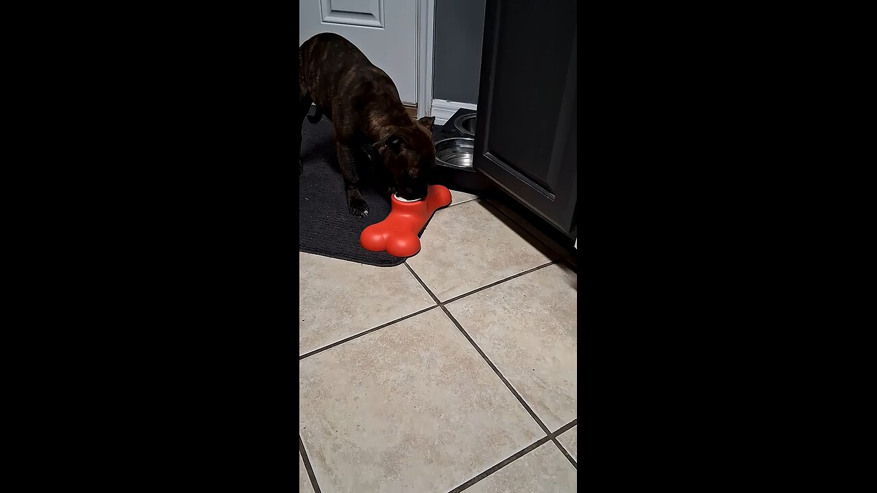 puppy's first frozen yogurt #puppy #staffy