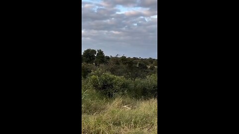 The Leopards Deadly Precision Kill