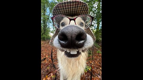 Doggone it