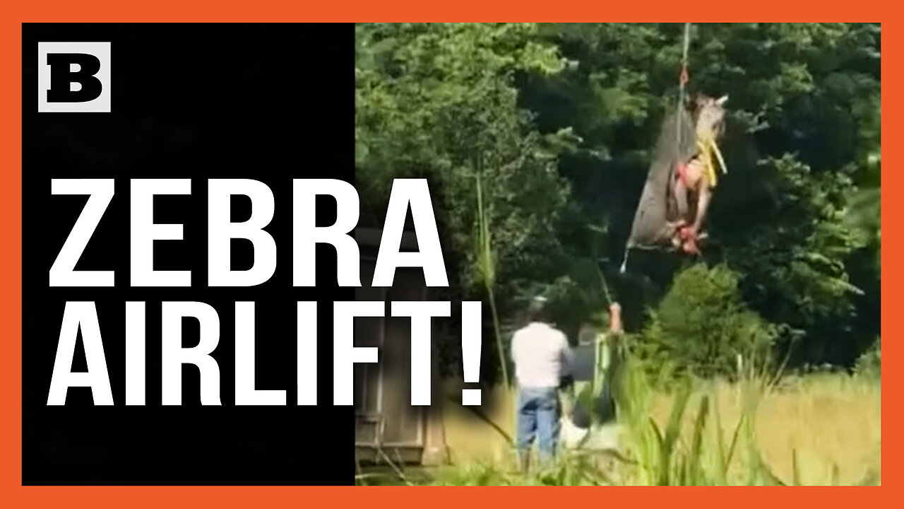 "Ed" the Escaped "Celebrity" Zebra Captured & Airlifted Back to Owner
