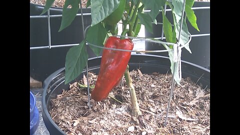 Giant Marconi Container Pepper Harvest 7/1/25