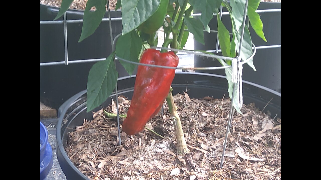 Giant Marconi Container Pepper Harvest 7/1/25