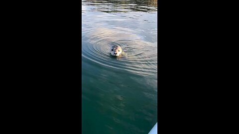 Notice how cute this seal is