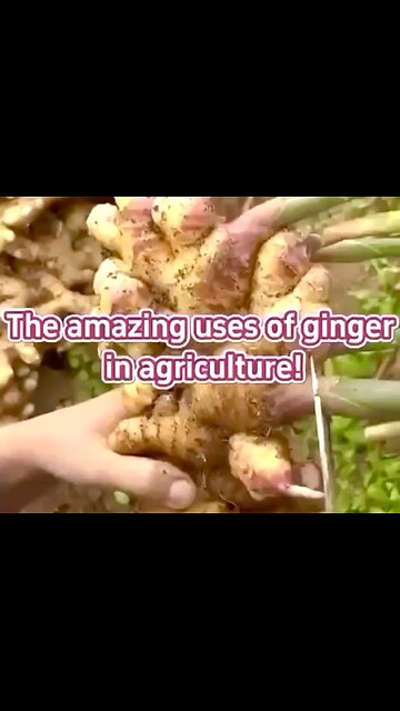 The Amazing uses of Ginger in Agriculture