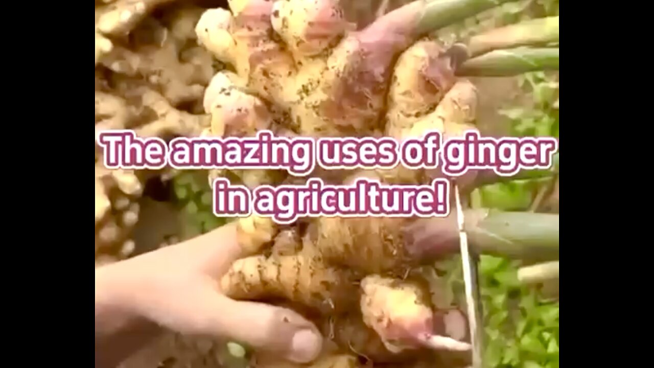 The Amazing uses of Ginger in Agriculture