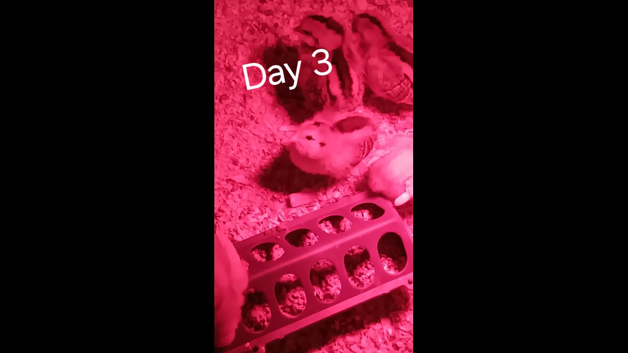 day 3 update on baby chicks