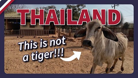 Captive Tigers or Barnyard Animals