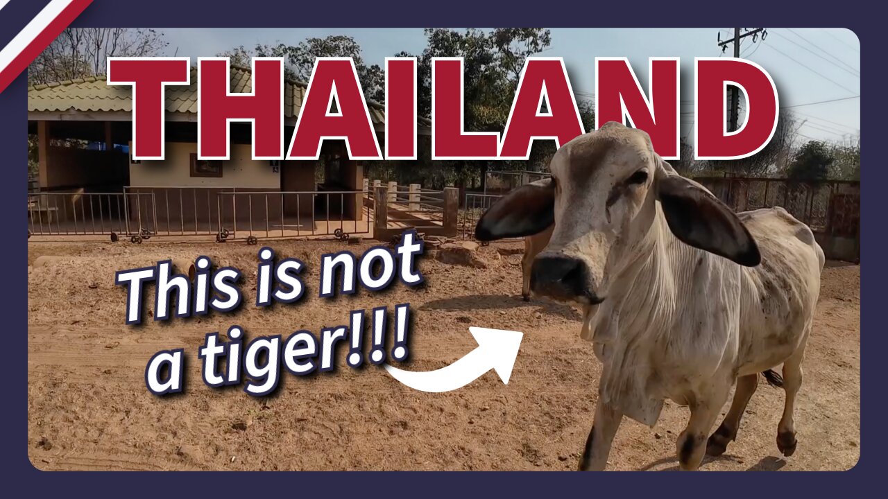 Captive Tigers or Barnyard Animals