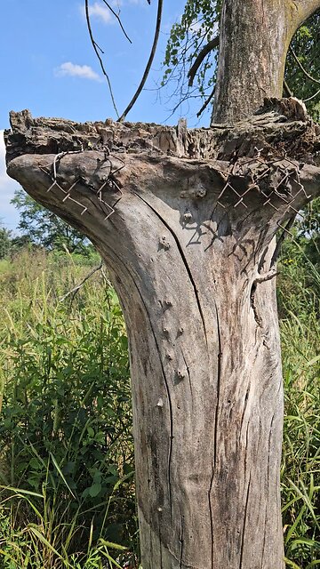 Dead Tree With Wire Fencing in It.