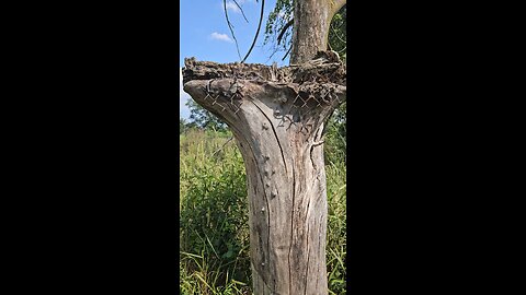 Dead Tree With Wire Fencing in It.