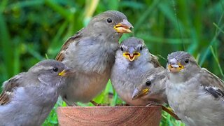 Hectic House Sparrow Feeding Bowl Double Feature