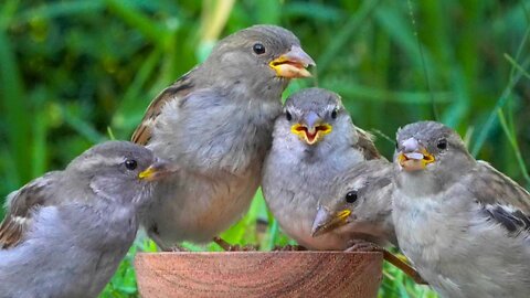 Hectic House Sparrow Feeding Bowl Double Feature