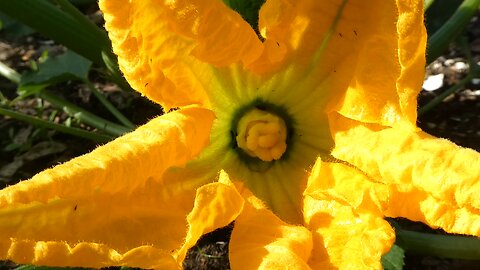 Garden Update Zucchini