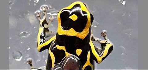 God made cool stuff like Frogs!!!