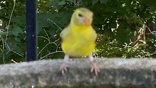 Goldfinch Drinking Water