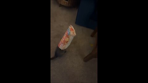 Funniest Pets