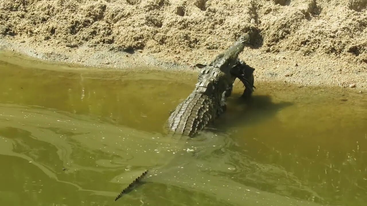 A young crocodile just caught a natal Francolin for lunch.
